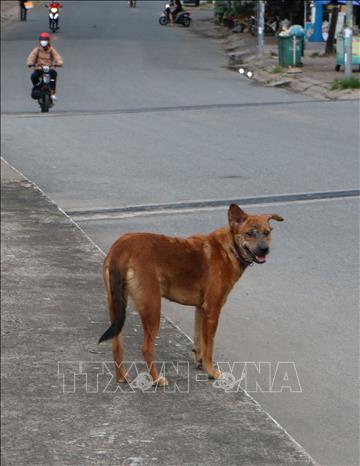 Chó chạy rộng ngoài đường, không rọ mõ, hay xích tại phường Vị Tân, thành phố Cần Thơ. Ảnh: Duy Khương – TTXVN