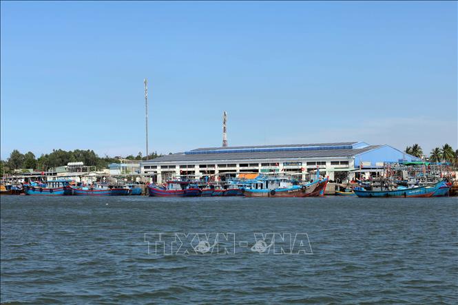 Cảng cá Tam Quang là nơi cập bến của các tàu khai thác xa bờ phía Nam thành phố Đà Nẵng và tỉnh Quảng Ngãi. Ảnh: Đỗ Trưởng - TTXVN