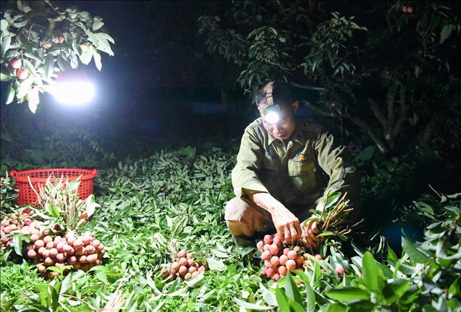 Nông dân thủ phủ vải thiều phường Chũ, tỉnh Bắc Ninh thu hoạch vải chính vụ. Ảnh: Thanh Thương - TTXVN