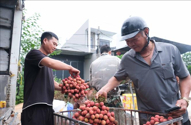 Người dân chọn mua vải thiều. Ảnh: Thanh Thương - TTXVN