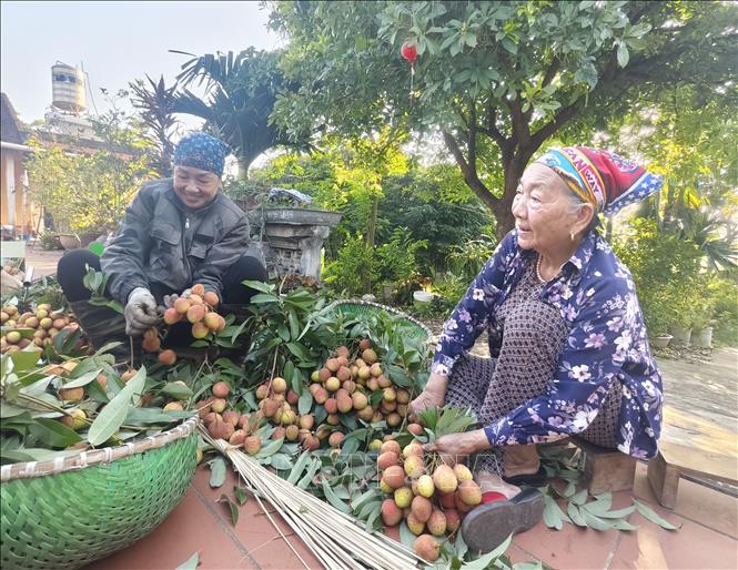 Nông dân Bắc Ninh thu hoạch vải thiều. Ảnh: Thanh Thương - TTXVN