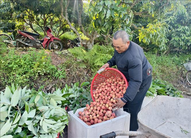 Nông dân Bắc Ninh thu hoạch vải thiều. Ảnh: Thanh Thương - TTXVN