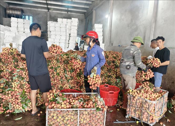 Các điểm cân, mua vải thiều. Ảnh: Thanh Thương - TTXVN