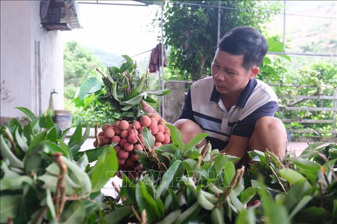 Nông dân Bắc Ninh thu hoạch vải thiều. Ảnh: Thanh Thương - TTXVN