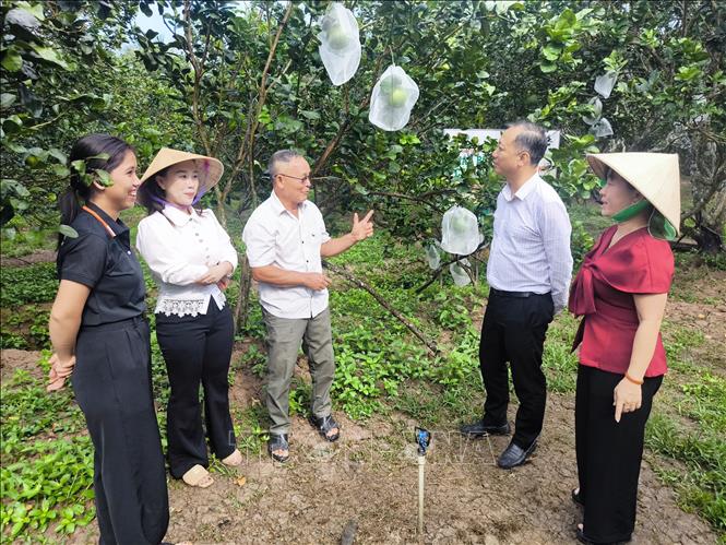Đại biểu thăm vườn bưởi ông Trịnh Ngọc Trung Xã Giao Long, tỉnh Vĩnh Long. Ảnh: Huỳnh Phúc Hậu - TTXVN