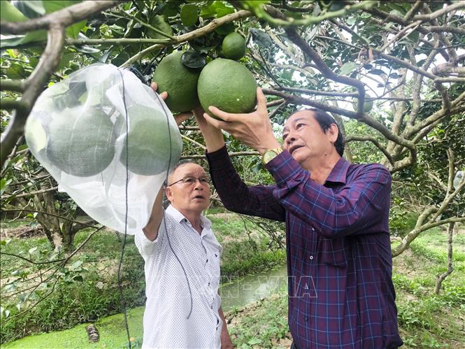 Lãnh đạo Sở Nông nghiệp và Môi trường tỉnh Vĩnh Long thăm vườn bưởi ông Trịnh Ngọc Trung Xã Giao Long, tỉnh Vĩnh Long. Ảnh: Huỳnh Phúc Hậu - TTXVN