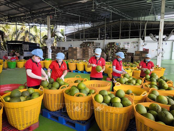 Chế biến bưởi xuất khẩu tại nhà máy đóng gói Kim Thanh (xã Giao Long, tỉnh Vĩnh Long). Ảnh: Huỳnh Phúc Hậu - TTXVN