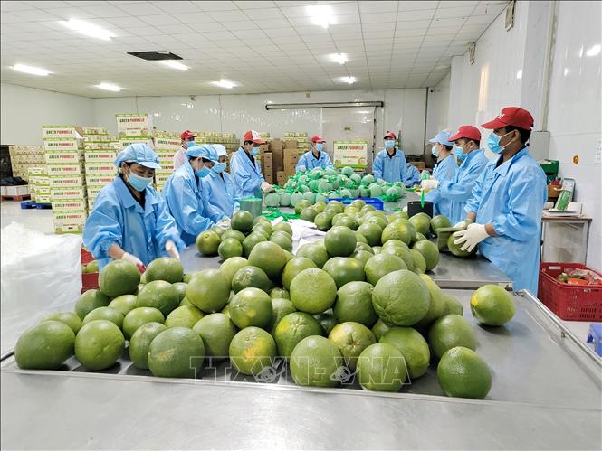  Chế biến bưởi xuất khẩu tại nhà máy đóng gói Kim Thanh (xã Giao Long, tỉnh Vĩnh Long). Ảnh: Huỳnh Phúc Hậu - TTXVN