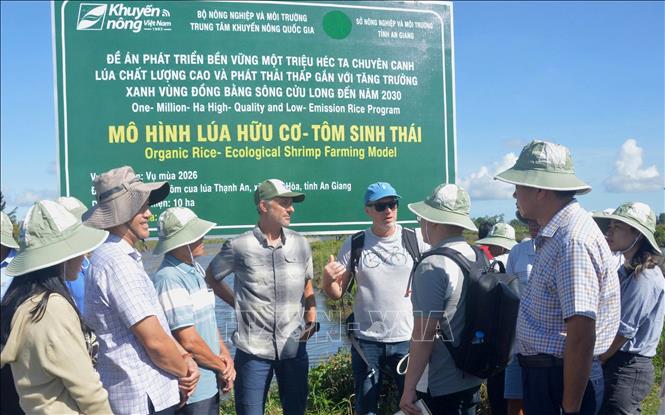 Các đại biểu và chuyên gia tham quan thực tế tại cánh đồng lúa thuộc Đề án 1 triệu héc ta lúa chất lượng cao, phát thải thấp tại tỉnh An Giang. Ảnh: Văn Sĩ - TTXVN