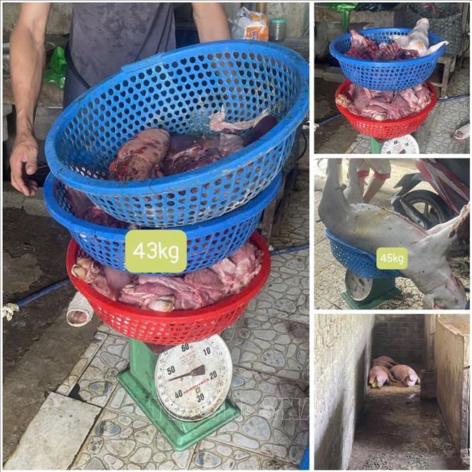 Thịt lợn bị nhiễm dịch tả lợn châu Phi liên quan đến vụ án. Ảnh: Nguyễn Nam -TTXVN
