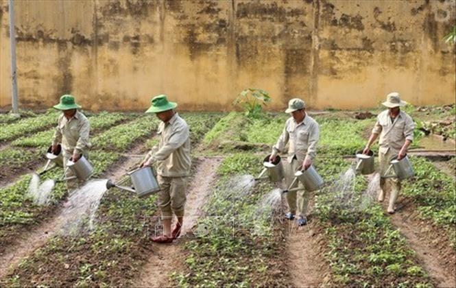 Học viên Cơ sở cai nghiện ma túy số 1 Lào Cai lao động trị liệu, tăng gia cải thiện bữa ăn hằng ngày. Ảnh: Quốc Khánh - TTXVN