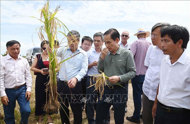 Bộ trưởng Lê Hoài Trung và đoàn công tác thăm dự án sản xuất lúa gạo của công ty AgriVMA tại huyện Los Palacios, tỉnh Pinar del Rio (Cuba). Ảnh: Việt Hùng - PV TTXVN tại Cuba
