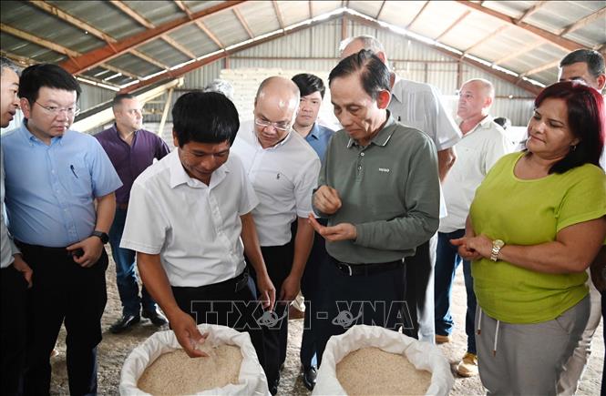 Bộ trưởng Lê Hoài Trung và Bí thư thứ nhất tỉnh Pinar Del Río Yamilé Ramos Cordero (ngoài cùng bên phải) kiểm tra chất lượng gạo tại kho của công ty AgriVMA tại huyện Los Palacios, tỉnh Pinar del Rio của Cu-ba. Ảnh: Việt Hùng - PV TTXVN tại Cuba