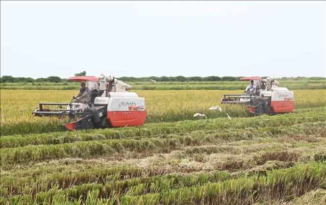 Công ty AgriVMA cơ giới hóa quy trình sản xuất lúa gạo. Ảnh: Việt Hùng - PV TTXVN tại Cuba