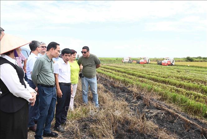 Bộ trưởng Lê Hoài Trung và đoàn công tác thăm đồng lúa của công ty AgriVMA tại huyện Los Palacios, tỉnh Pinar del Rio của Cuba. Ảnh: Việt Hùng - PV TTXVN tại Cuba