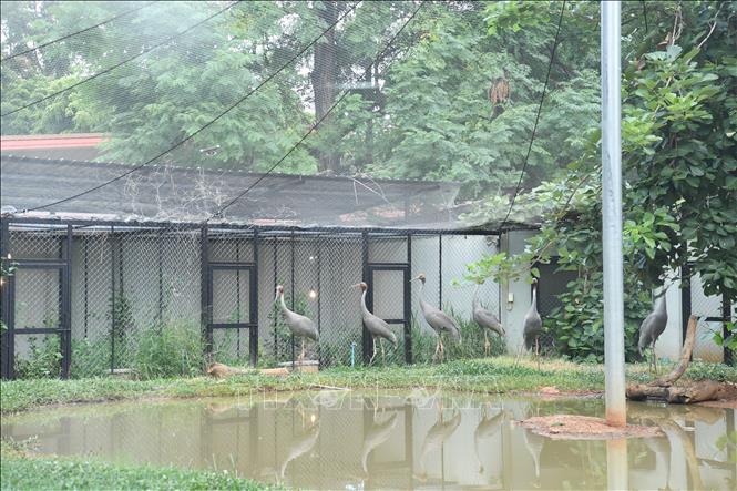 Sếu đầu đỏ đang được chăm sóc tại Vườn thú Nakhon Ratchasima, tỉnh Nakhon Ratchasima, Thái Lan. Ảnh: Phạm Hải - PV TTXVN tại Thái Lan