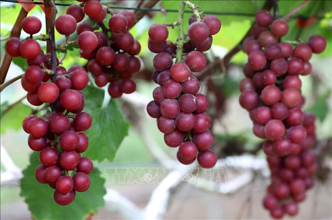 Nho hạ đen canh tác trong nhà màng tại Hợp tác xã nông trại hữu cơ Thái Bình (Hưng Yên). Ảnh: Thu Hoài - TTXVN