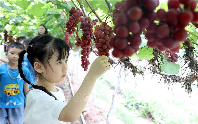 Trẻ em tham gia trải nghiệm tại Hợp tác xã nông trại hữu cơ Thái Bình (Hưng Yên). Ảnh: Thu Hoài - TTXVN