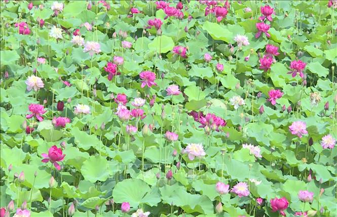Cánh đồng hoa sen của Hợp tác xã Hoa sen Vân Đài (xã Hồng Minh, tỉnh Hưng Yên) hiện có diện tích khoảng gần 6ha mang lại giá trị kinh tế cao. Ảnh: Thu Hoài - TTXVN
