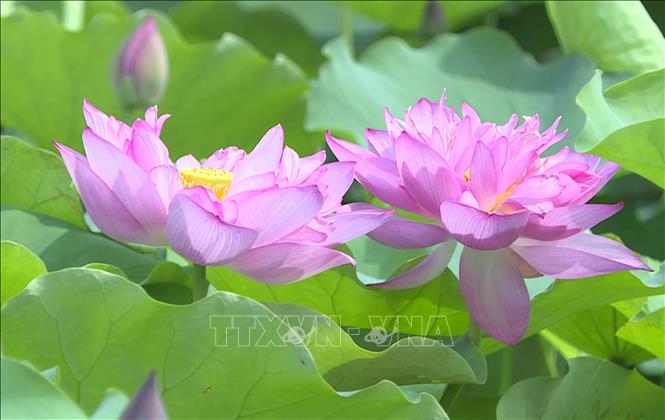 Hợp tác xã Hoa sen Vân Đài (xã Hồng Minh, tỉnh Hưng Yên) hiện bảo tồn và phát triển hàng chục giống sen quý. Ảnh: Thu Hoài - TTXVN