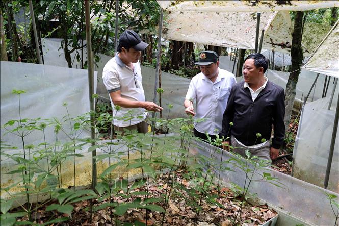 Vườn sâm Ngọc Linh trồng dưới tán rừng nguyên sinh ở xã Trà Linh, thành phố Đà Nẵng. Ảnh: Đỗ Trưởng - TTXVN