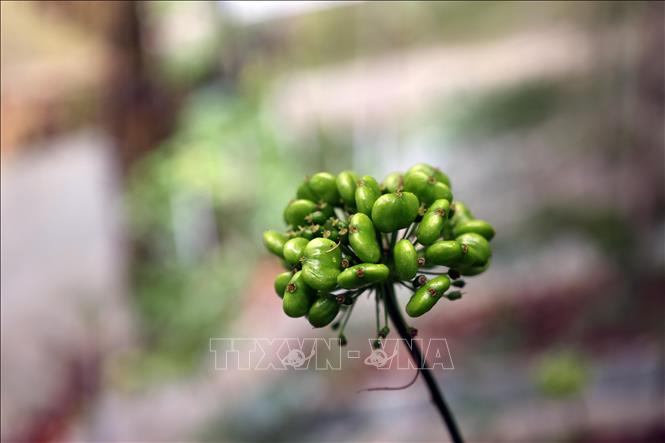 Chùm hạt sâm Ngọc Linh là nguồn giống quý để hình thành nên những cây sâm con. Ảnh: Đỗ Trưởng - TTXVN