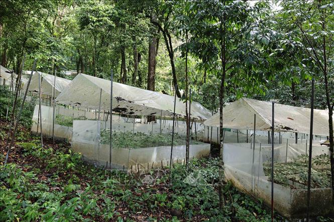 Vườn sâm Ngọc Linh trồng dưới tán rừng nguyên sinh ở xã Trà Linh, thành phố Đà Nẵng. Ảnh: Đỗ Trưởng - TTXVN