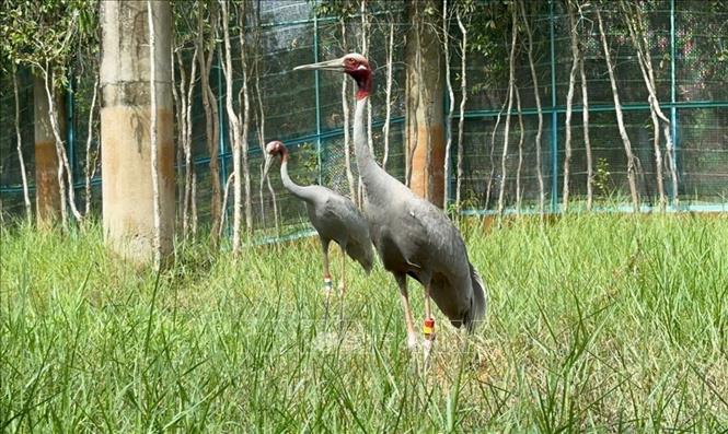 Sarus cranes are raised at the Tram Chim National Park. VNA/Photo by courtesy