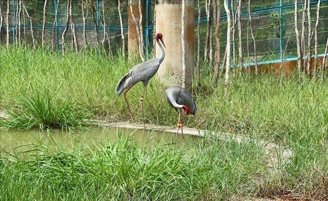 Sarus cranes are raised at the Tram Chim National Park. VNA/Photo by courtesy
