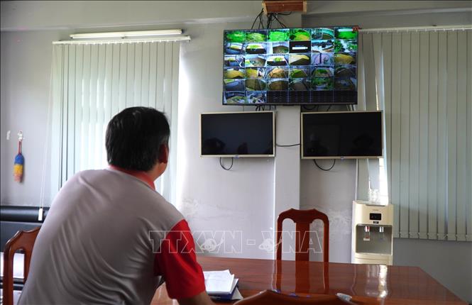 A staff of the Tram Chim National Park watches sarus cranes via cameras. VNA Photo: Nhựt An