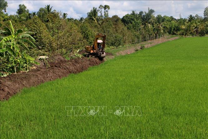 Nông dân Cần Thơ chuyển dịch từ mô hình độc canh lúa sang đa dạng hóa sản xuất nông nghiệp có giá trị cao tại xã Tân Hòa. Ảnh: Duy Khương – TTXVN