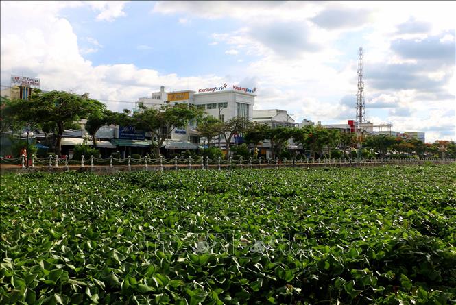 Lục bình dày đặc trên tuyến kênh Đá, đoạn qua phường Vị Thanh. Ảnh: Duy Khương – TTXVN