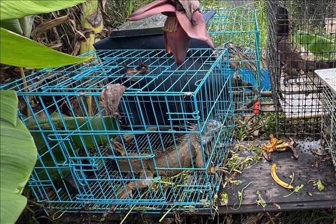 Cá thể rồng Nam Mỹ bị nuôi nhốt trái phép được cơ quan chức năng phát hiện, tiếp nhận và xử lý theo đúng quy định pháp luật, góp phần bảo vệ động vật hoang dã và đa dạng sinh học. Ảnh: TTXVN phát