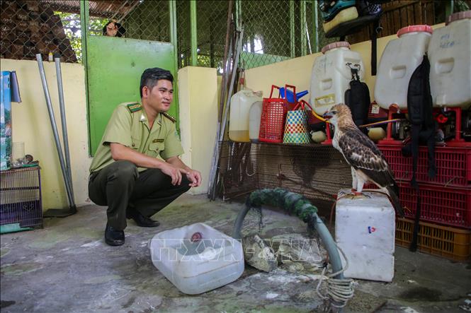 Lực lượng kiểm lâm Tây Ninh chăm sóc động vật hoang dã trước khi tái thả về môi trường tự nhiên. Ảnh: Giang Phương – TTXVN