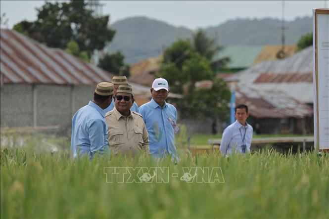 Tổng thống Prabowo Subianto và các quan chức thăm cánh đồng lúa ở Sulawesi. Ảnh: Đỗ Quyên – PV TTXVN tại Indonesia

