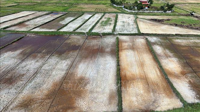 Tình trạng khô hạn khiến các diện tích lúa hè thu đứng trước nguy cơ bị thiệt hại. Ảnh: Hữu Quyết - TTXVN