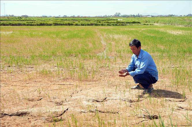 Cây lúa không thể phát triển do khô hạn. Ảnh: Hữu Quyết – TTXVN