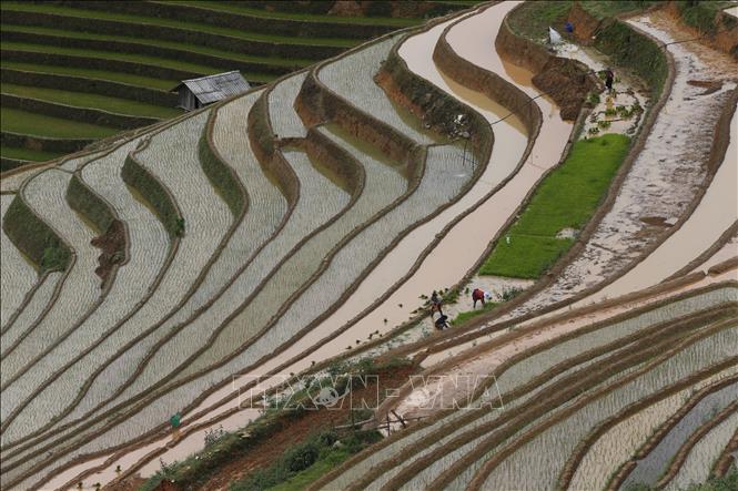 Terraced rice fields in Mu Cang Chai in summer resemble vibrant water colour palletes. VNA Photo: Tuấn Anh