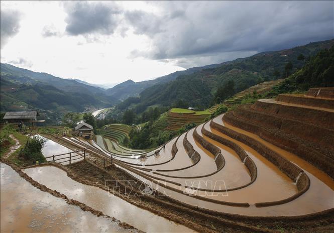 The curving terraced rice fields resemble beautiful scarves around majestic mountains. VNA Photo: Tuấn Anh