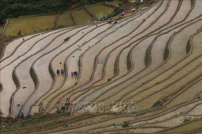 Terraced rice fields in Mu Cang Chai curve around majestic mountains. VNA Photo: Tuấn Anh