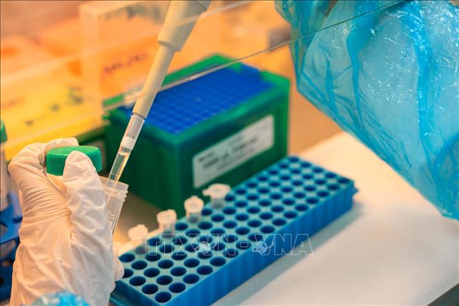 Mẫu sau khi được nghiền thành bột mịn tiêu chuẩn được hút dịch vào ống EPPENDORF trước khi cho vào máy ly tâm. Ảnh: Hoàng Hiếu - TTXVN