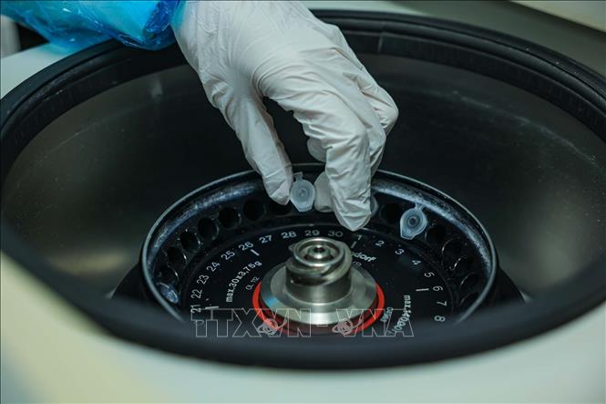 Mẫu sau khi được nghiền thành bột mịn tiêu chuẩn được hút dịch vào ống ly tâm EPPENDORF, khi máy ly tâm chạy mẫu sẽ cô mẫu làm lắng cặn DNA. Ảnh: Hoàng Hiếu - TTXVN
