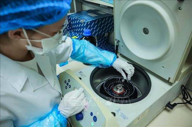 Mẫu sau khi được nghiền thành bột mịn tiêu chuẩn được hút dịch vào ống ly tâm EPPENDORF, khi máy ly tâm chạy mẫu sẽ cô mẫu làm lắng cặn DNA. Ảnh: Hoàng Hiếu - TTXVN