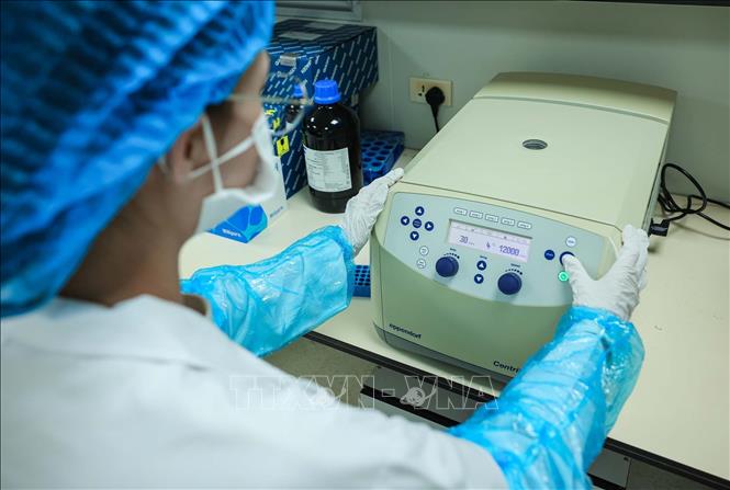 Mẫu sau khi được nghiền thành bột mịn tiêu chuẩn được hút dịch vào ống ly tâm EPPENDORF, khi máy ly tâm chạy mẫu sẽ cô mẫu làm lắng cặn DNA. Ảnh: Hoàng Hiếu - TTXVN