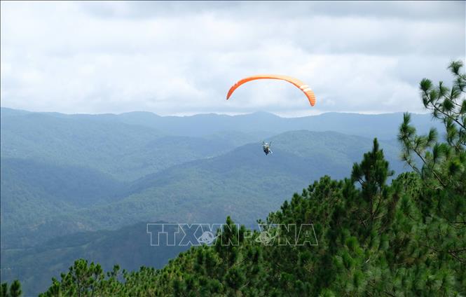 Du khách bay dù lượn ngang qua những đồi thông trên đỉnh Langbiang. Ảnh: Nguyễn Dũng – TTXVN