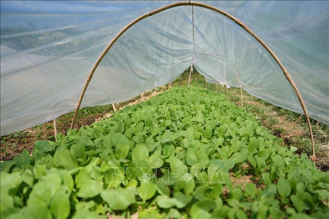 Mô hình trồng rau bền vững qui mô hộ gia đình ở Cipanas, tỉnh Tây Java. Ảnh: Đỗ Quyên – PV TTXVN tại Indonesia