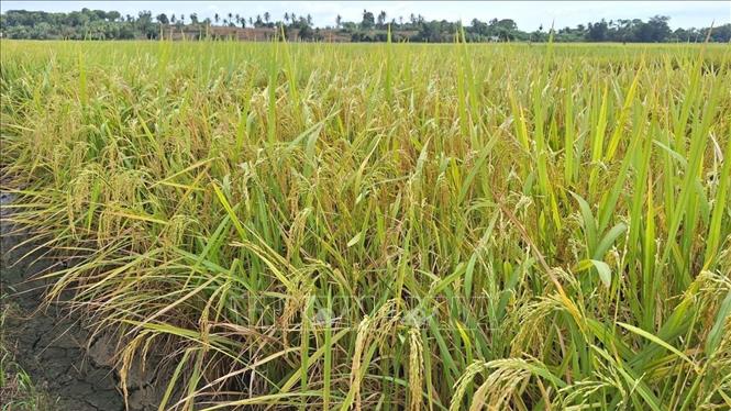 Một cánh đồng lúa của nông dân Tây Java, Indonesia. Ảnh: Đỗ Quyên – PV TTXVN tại Indonesia