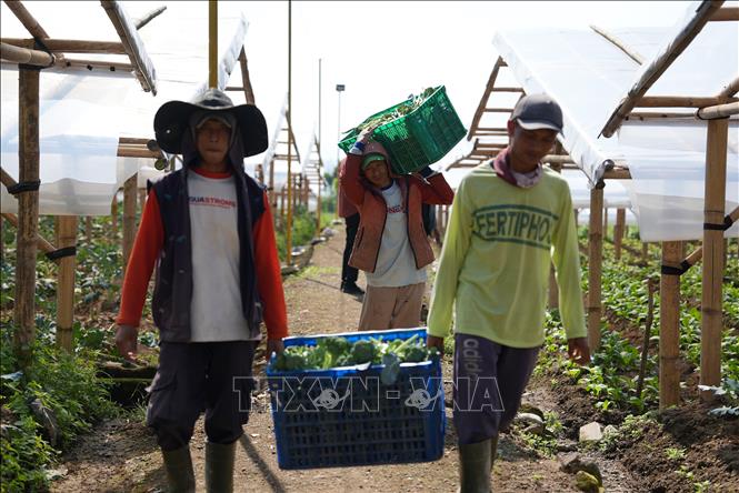 Nông dân Cipanas, tỉnh Tây Java thu hoạch rau. Ảnh: Đỗ Quyên – PV TTXVN tại Indonesia