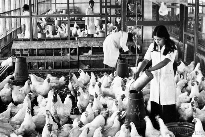 Sinh viên thực nghiệm tại trại gà của Trường Đại học Nông nghiệp 4 thành phố Hồ Chí Minh (1977). Ảnh: Văn Thiêm - TTXVN