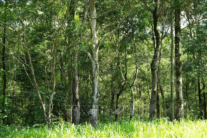 Rừng phòng hộ cảnh quan môi trường Biên Hòa có nhiều cây gỗ lớn và gỗ quý nhi lim, sến, sao và thảm thực vật đa tầng. Ảnh: Sỹ Tuyên - TTXVN